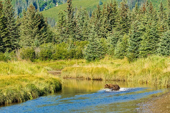 Grizzly Bear