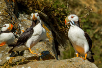 Horned Puffin