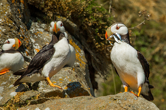 Horned Puffin