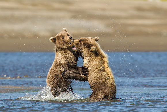 Playing Cubs