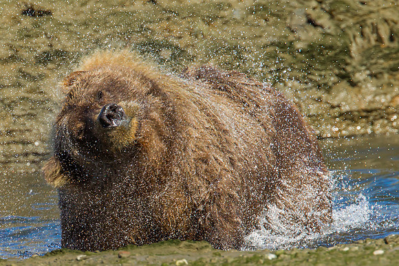 Bear Shake