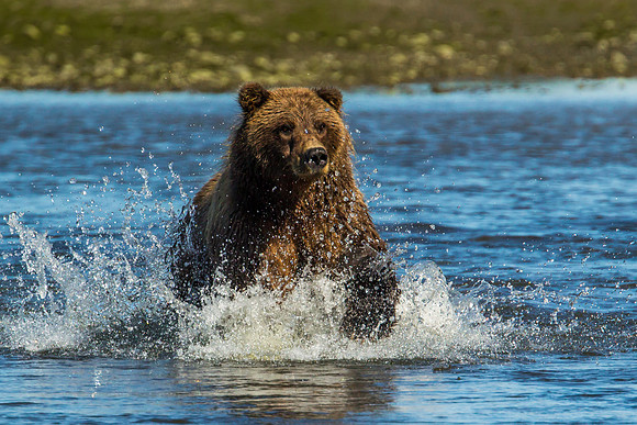 Grizzly Fishing