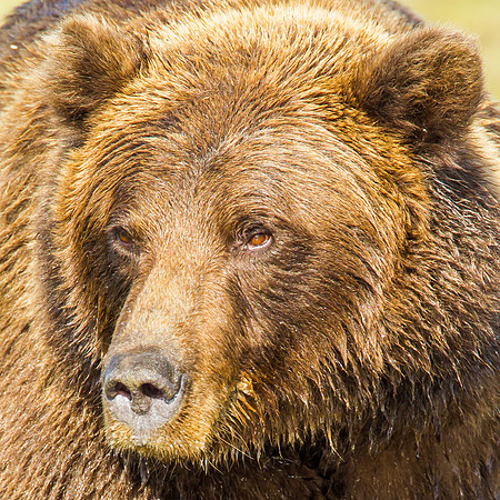 Grizzly Portrait