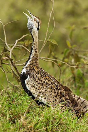 Bustard - Black Bellied