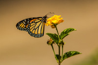 Monarch Butterfly