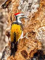 Lesser Golden-backed Woodpecker