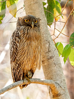 Brown Fish Owl