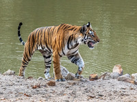 Bengal Tiger