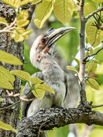Indian Grey Hornbill