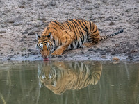 Bengal Tiger