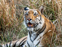 Bengal Tiger