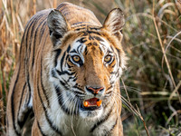 Bengal Tiger