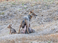 Golden Jackal Nursing