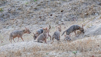 Golden Jackal Pups
