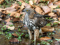Changeable Hawk-eagle