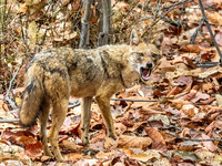 Golden Jackal