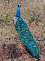 Indian Peafowl