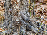 Indian Grrey Mongoose