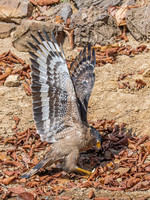 Crested Serpent Eagle