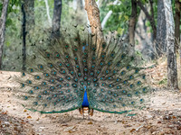 Indian Peafowl