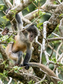 Borneo
