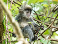 Borneo