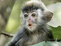 Borneo