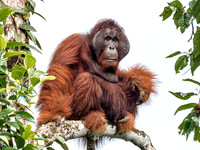 Orangutan