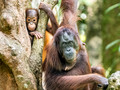 Borneo
