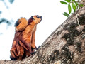 Borneo