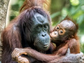 Borneo