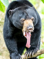 Borneo