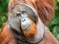 Borneo