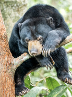 Bornean Sunbear
