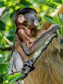 Borneo