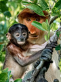 Borneo