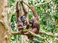 Borneo