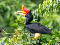Rhinoceros Hornbill