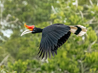 Rhinoceros Hornbill