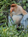 Borneo