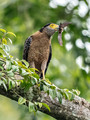 Borneo