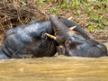 Borneo