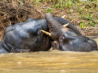Bornean Pygmy Elephant