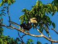 Borneo