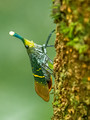 Borneo