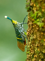 Proboscis Insect (Lantern Bug)