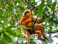 Borneo
