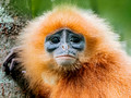 Borneo