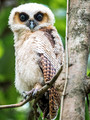 Borneo
