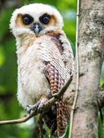 Brown Wood Owl Immature